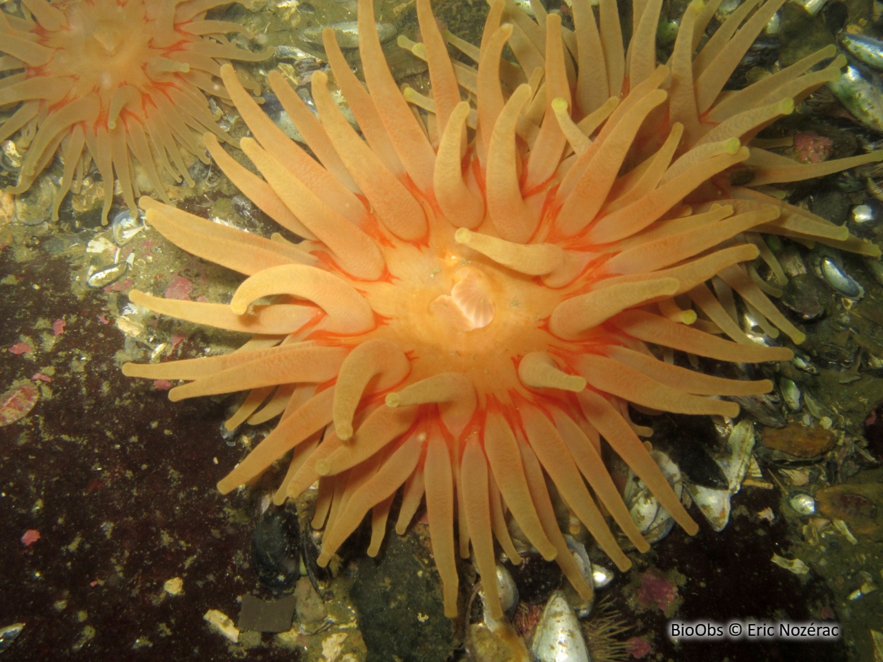 Anémone criblée - Cribrinopsis similis - Eric Nozérac - BioObs