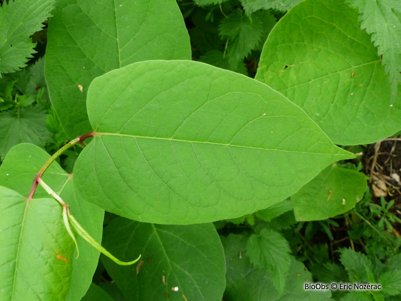 Renouée de Bohème - Reynoutria ×bohemica - Eric Nozérac - BioObs