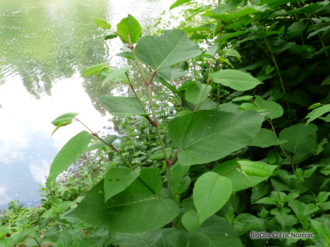 Renouée de Bohème - Reynoutria ×bohemica - Eric Nozérac - BioObs