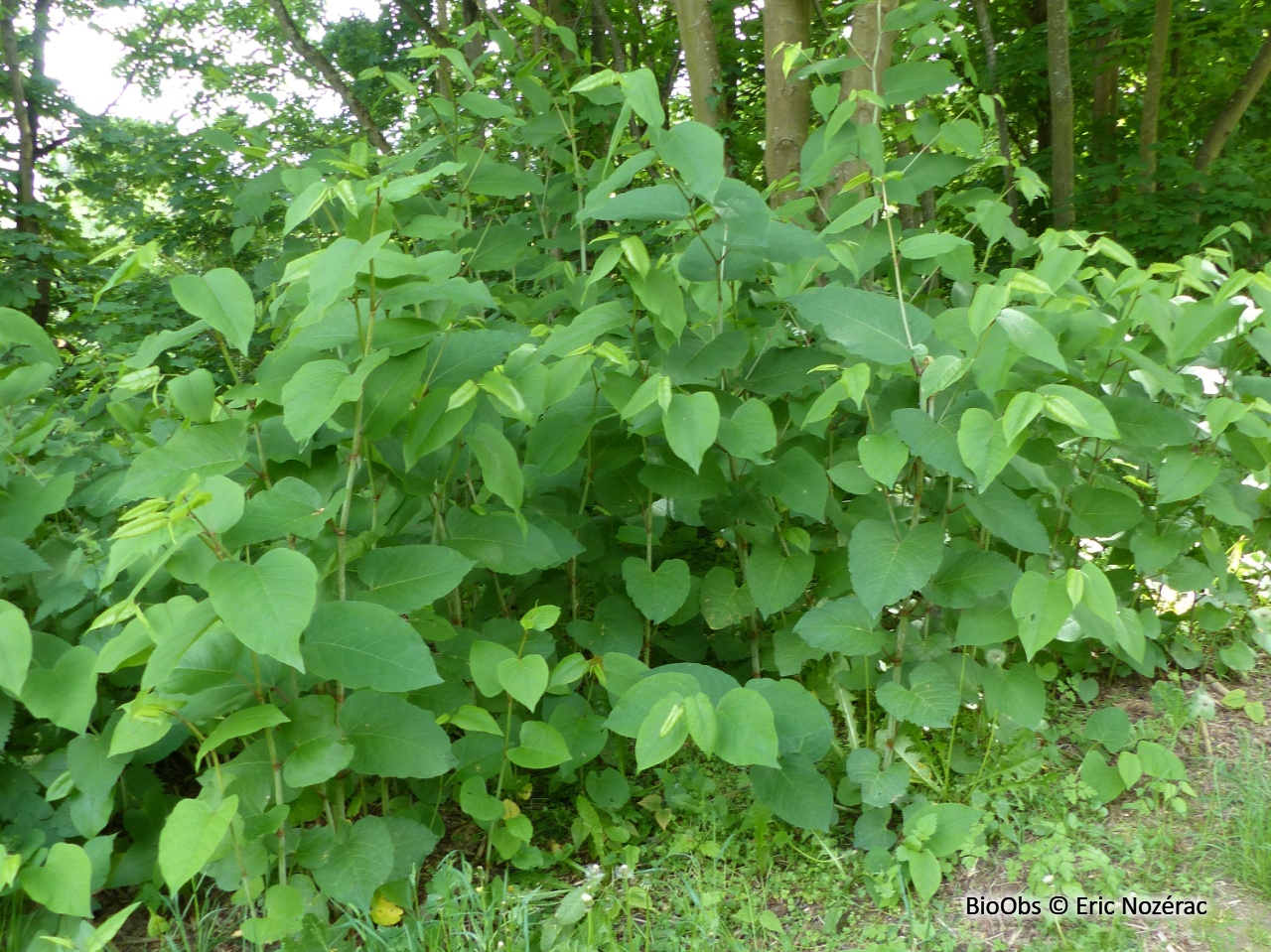 Renouée du Japon - Reynoutria japonica - Eric Nozérac - BioObs