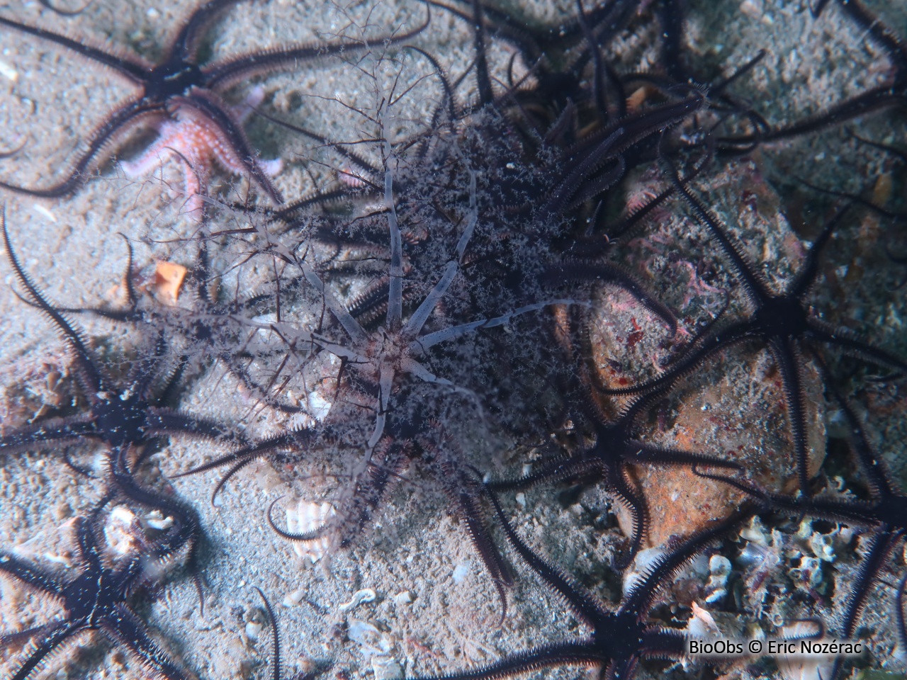 Lèche-doigts épineux - Thyone roscovita - Eric Nozérac - BioObs