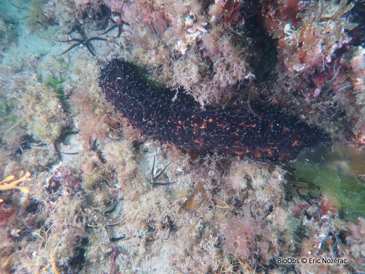 Holothurie noire - Holothuria (Panningothuria) forskali - Eric Nozérac - BioObs