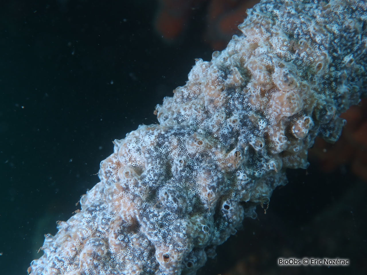 Didemne spongieux - Diplosoma spongiforme - Eric Nozérac - BioObs