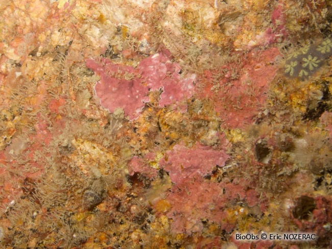 Algue encroûtante rouge de Lenormand - Phymatolithon lenormandii - Eric Nozérac - BioObs