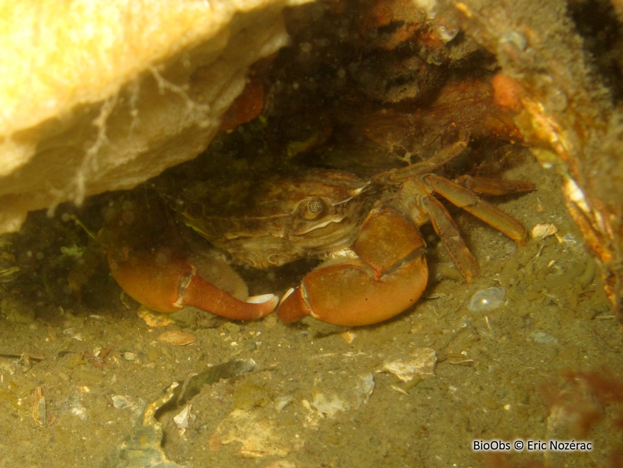 Crabe à pinceaux de Takano - Hemigrapsus takanoi - Eric Nozérac - BioObs