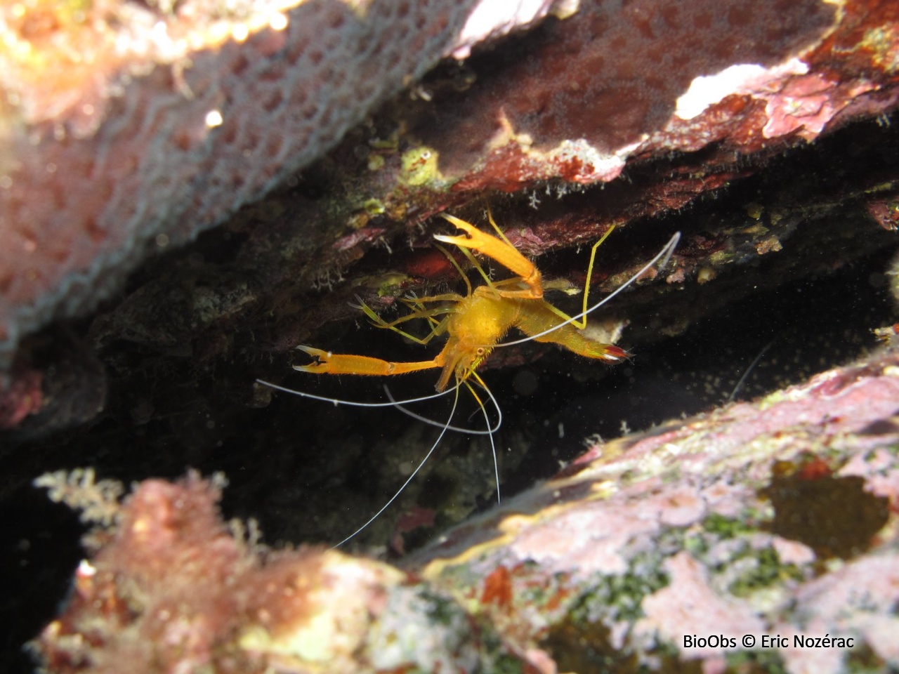 Crevette cavernicole à grandes pinces - Stenopus spinosus - Eric Nozérac - BioObs