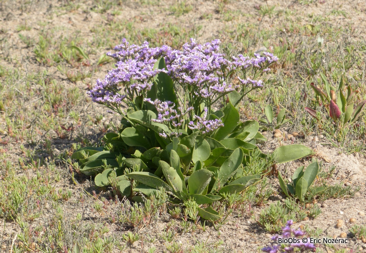 Saladelle commune - Limonium vulgare - Eric Nozérac - BioObs