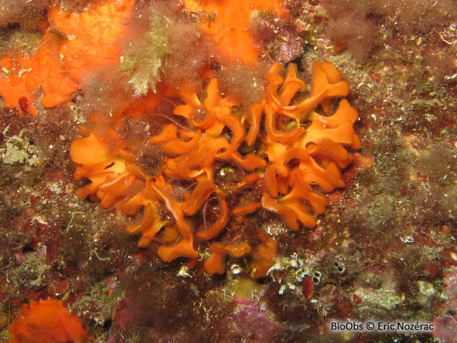 Rose de mer Méditerranéenne - Pentapora fascialis - Eric Nozérac - BioObs