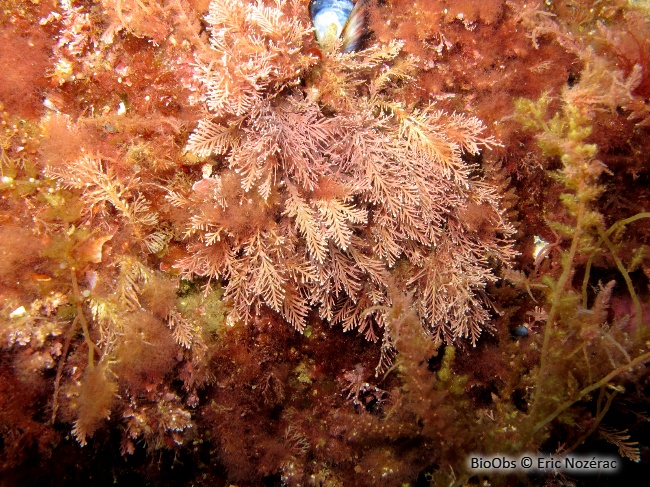 Coralline de Méditerranée - Corallina caespitosa - Eric Nozérac - BioObs