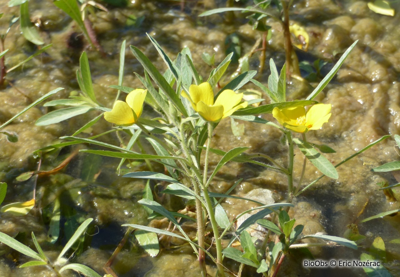 Jussie à grandes fleurs - Ludwigia grandiflora - Eric Nozérac - BioObs