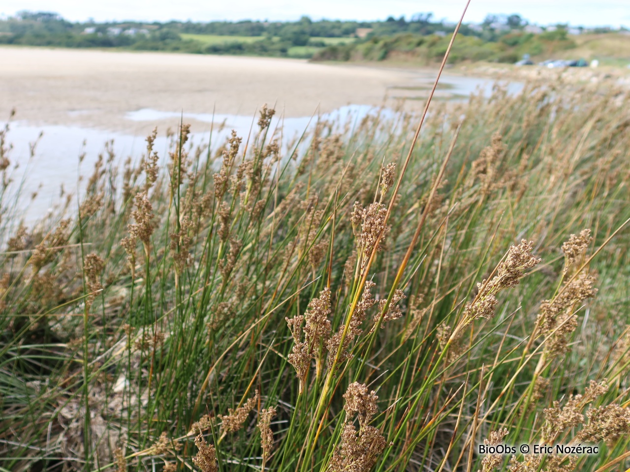 Jonc maritime - Juncus maritimus - Eric Nozérac - BioObs