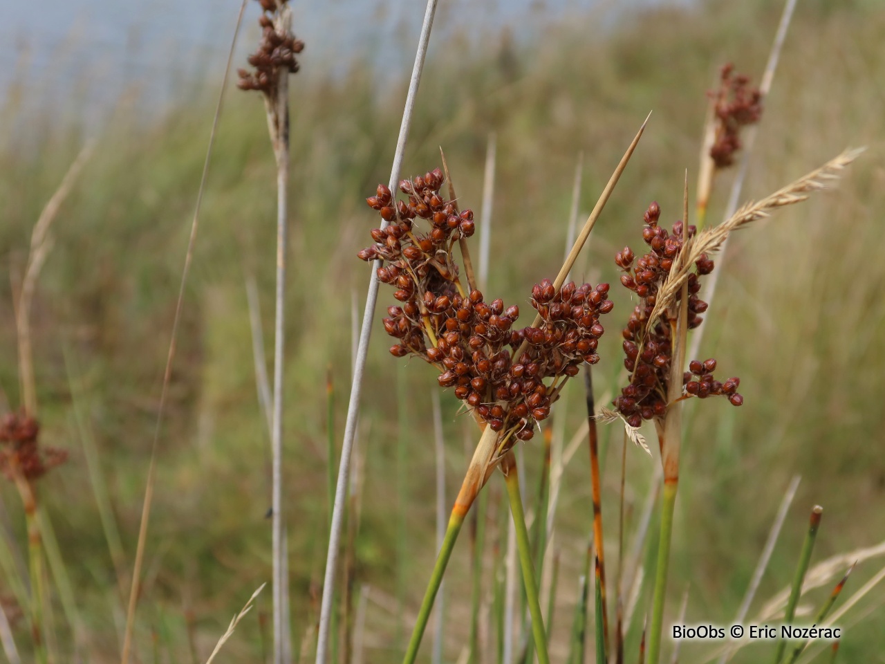 Jonc aigu - Juncus acutus - Eric Nozérac - BioObs
