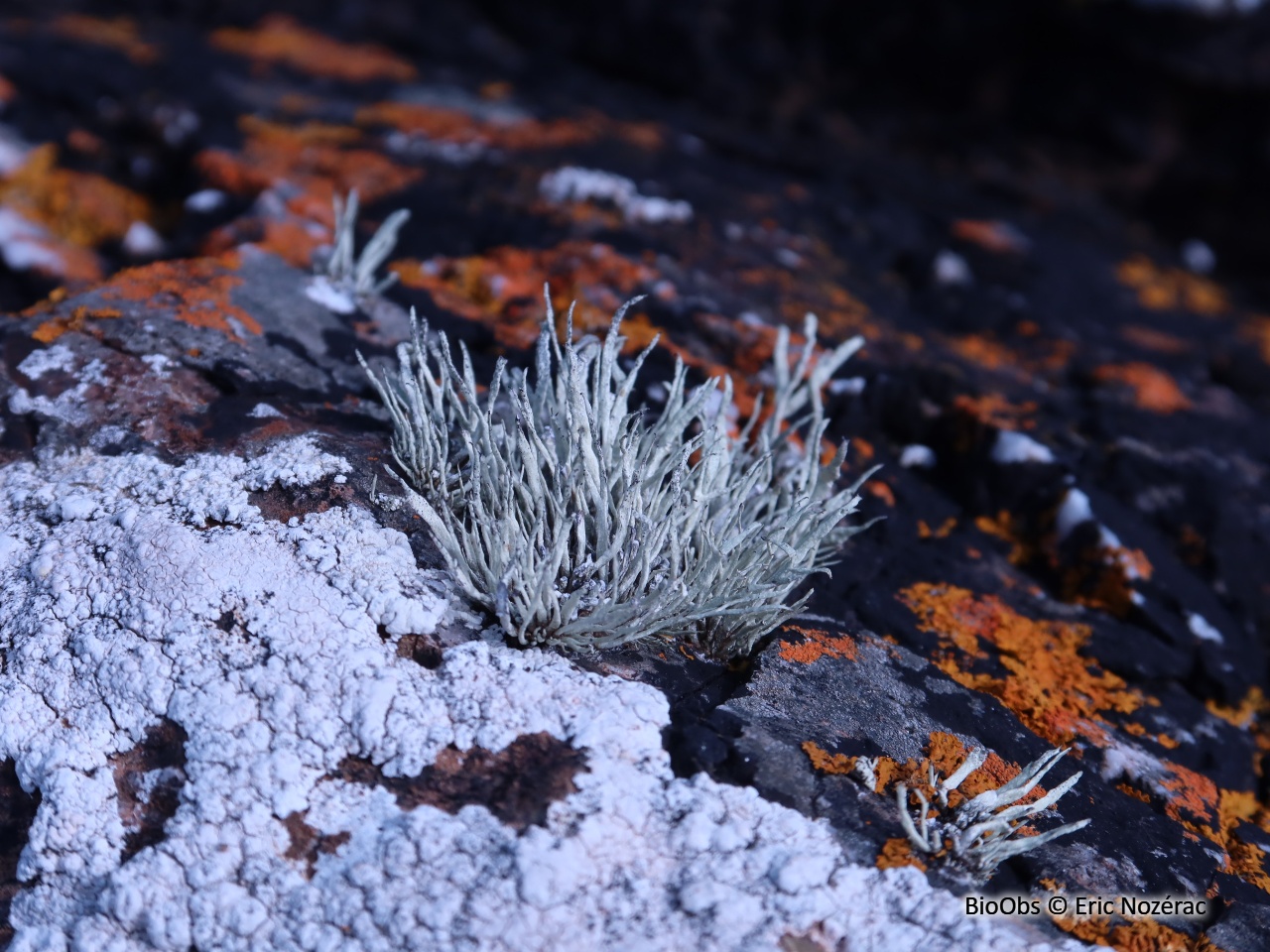 Ramaline des rochers - Ramalina siliquosa - Eric Nozérac - BioObs