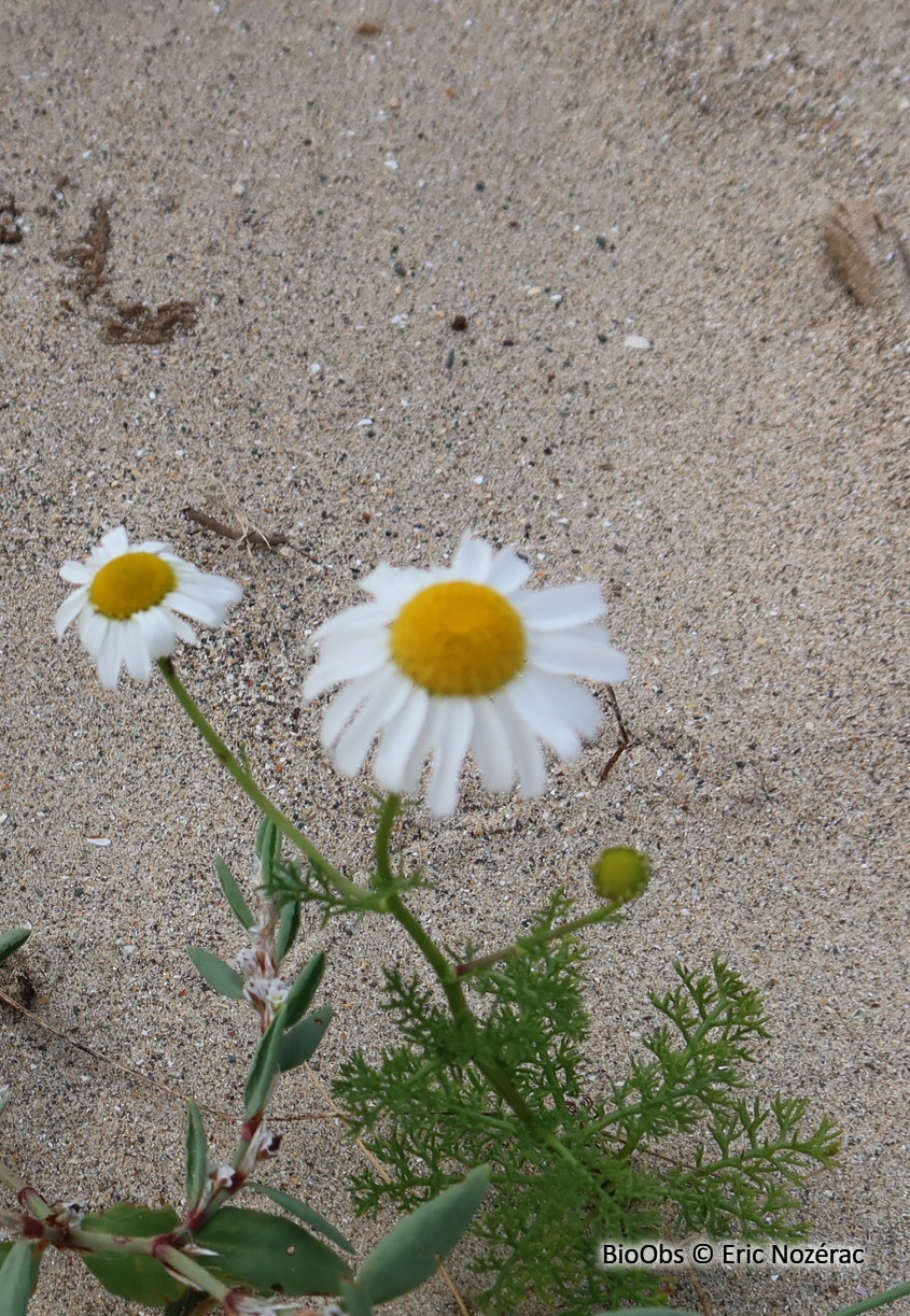 Matricaire maritime - Tripleurospermum maritimum - Eric Nozérac - BioObs