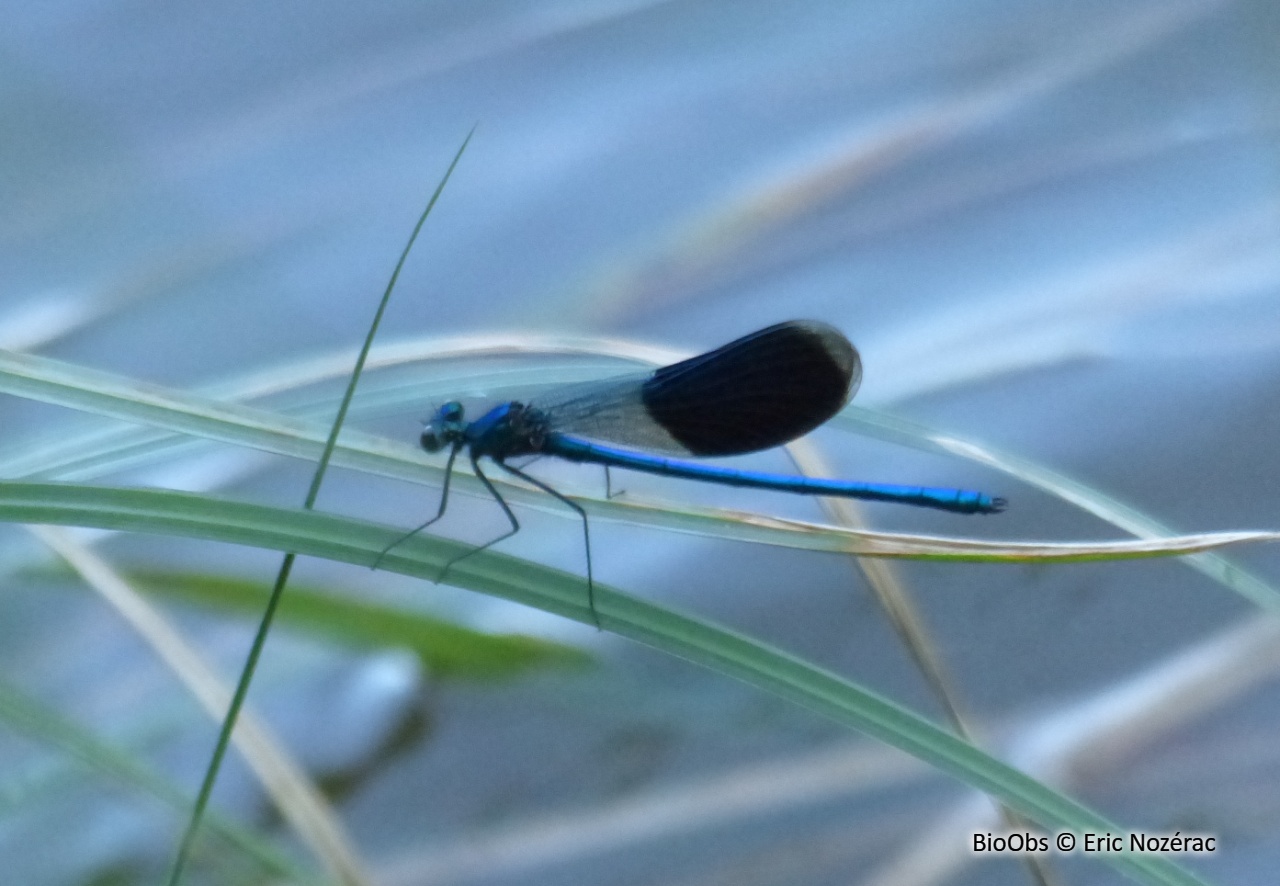 Caloptéryx éclatant - Calopteryx splendens - Eric Nozérac - BioObs