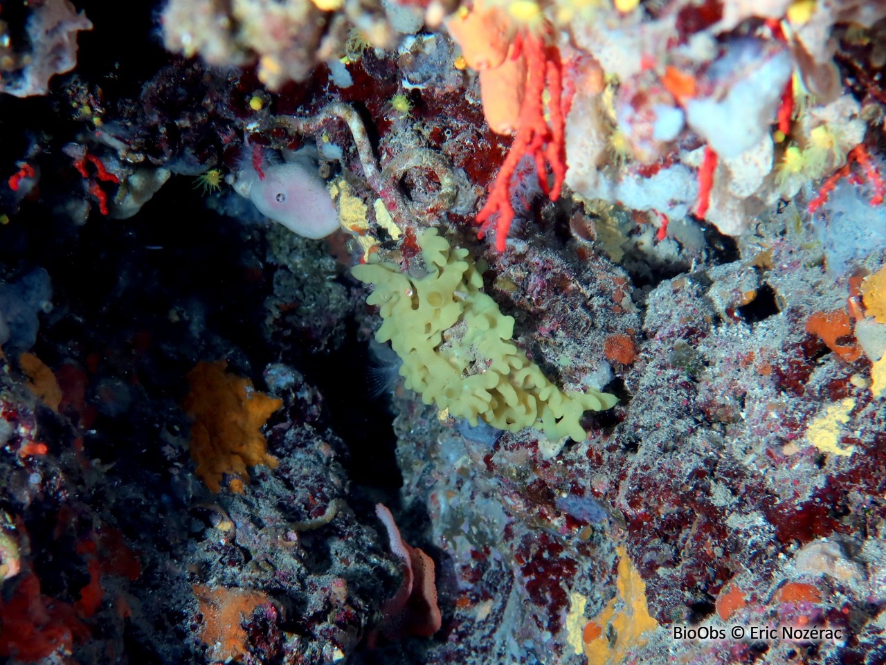 Oscarelle jaune-verdâtre - Oscarella tuberculata - Eric Nozérac - BioObs