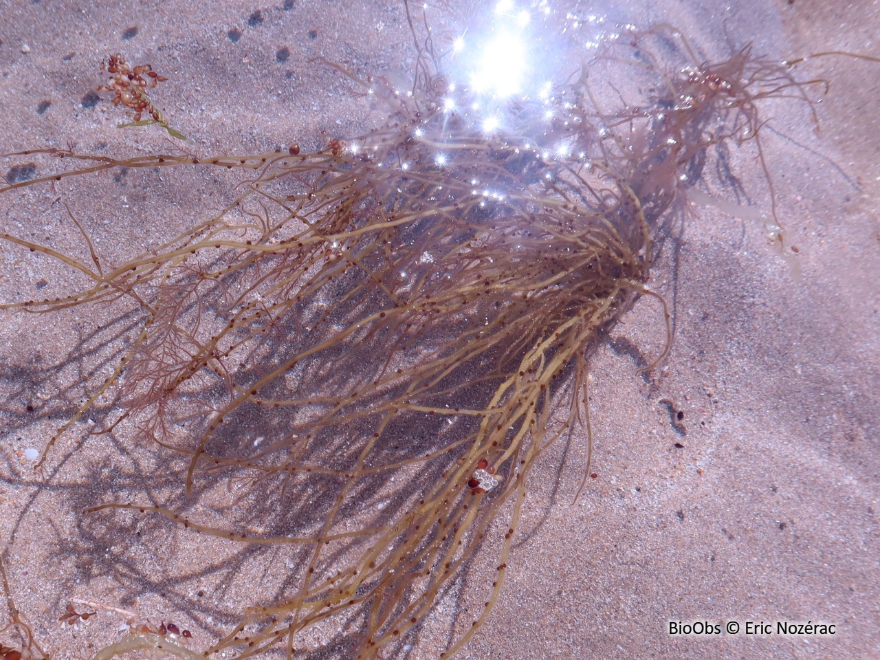 Gracilaire bourse de berger - Gracilaria bursa-pastoris - Eric Nozérac - BioObs
