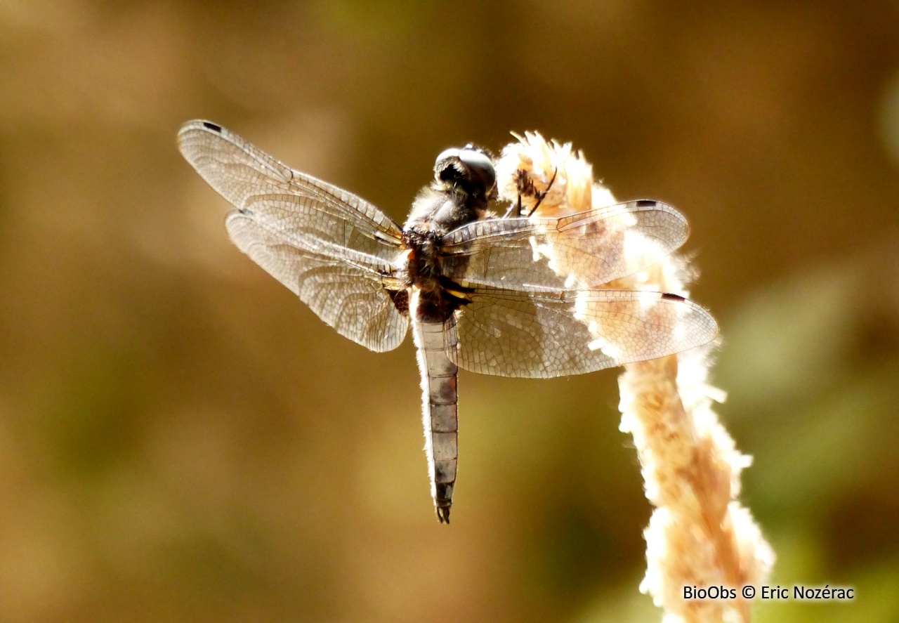 Libellule déprimée - Libellula depressa - Eric Nozérac - BioObs