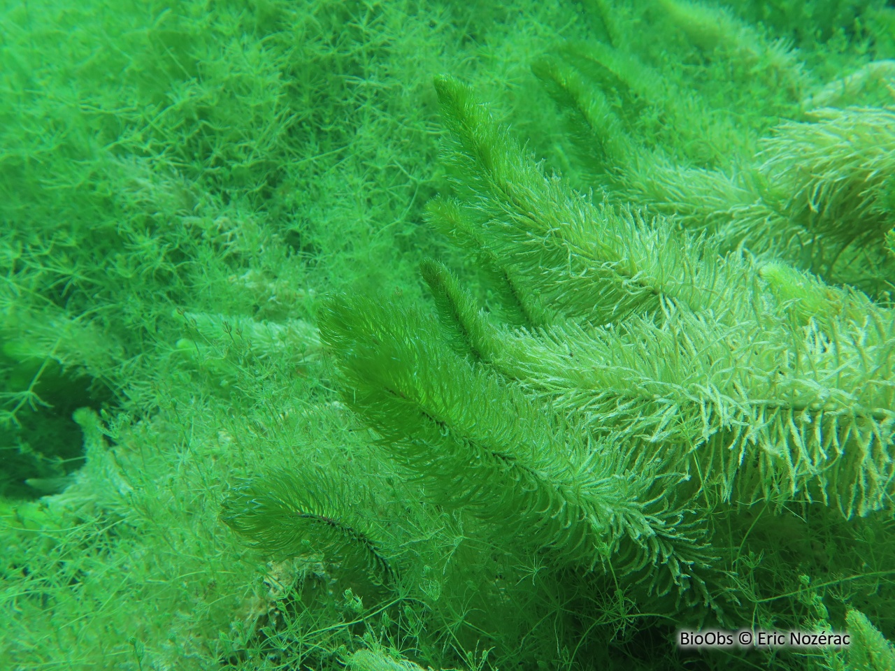 Pesse - Hippuris vulgaris - Eric Nozérac - BioObs
