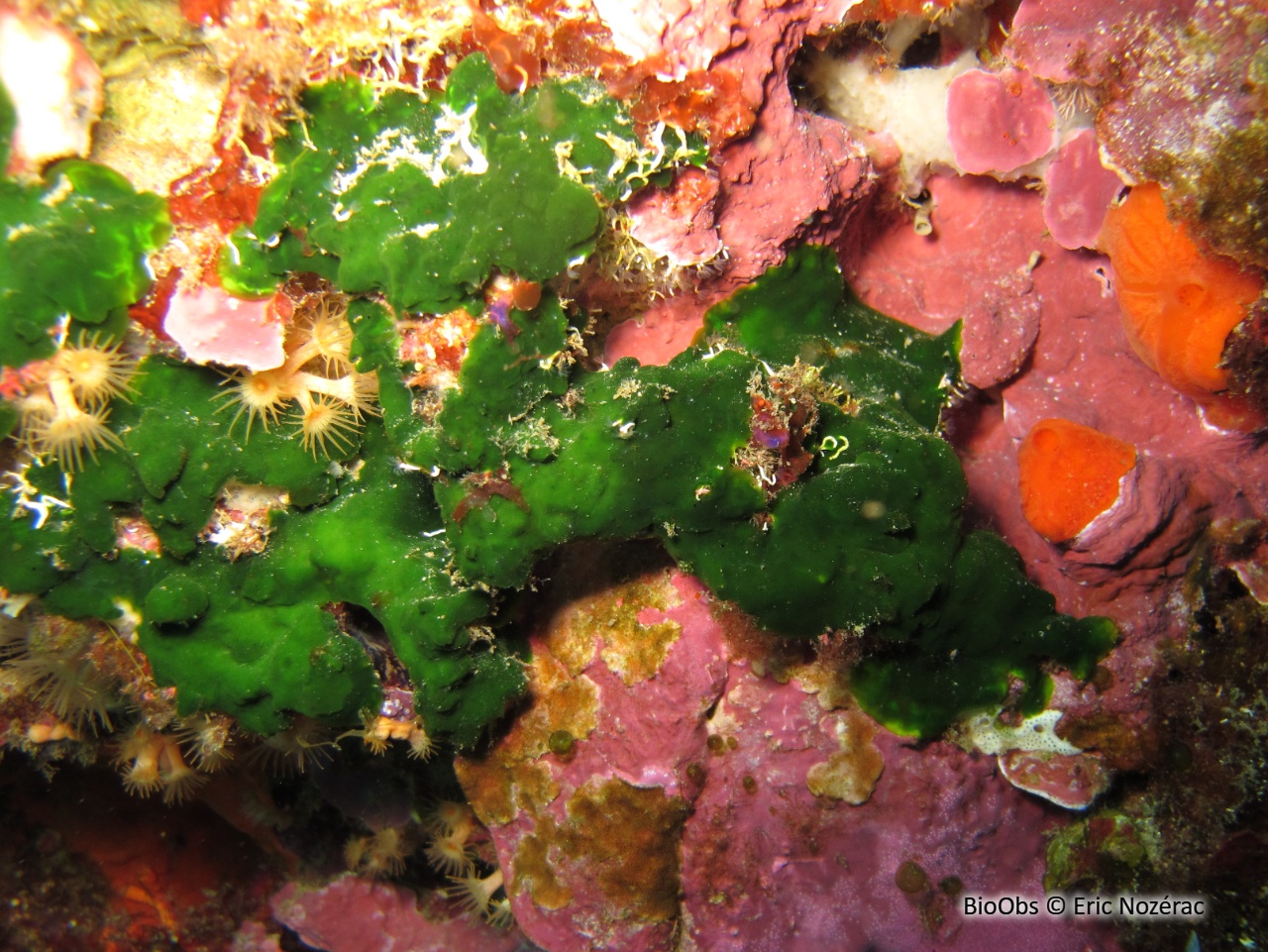 Palmophylle - Palmophyllum crassum - Eric Nozérac - BioObs