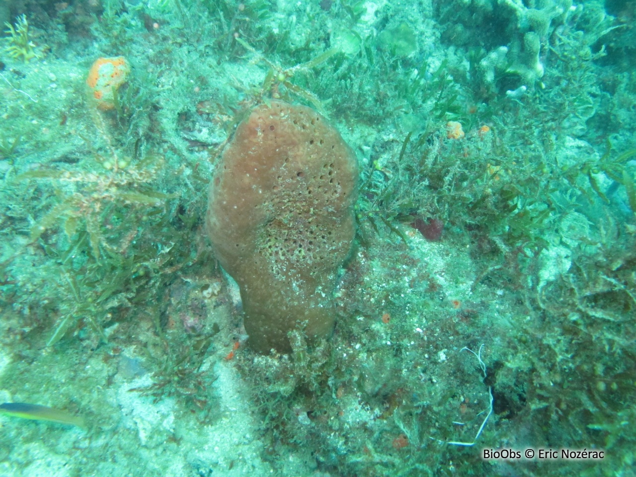 Eponge-havane - Agelas dispar - Eric Nozérac - BioObs