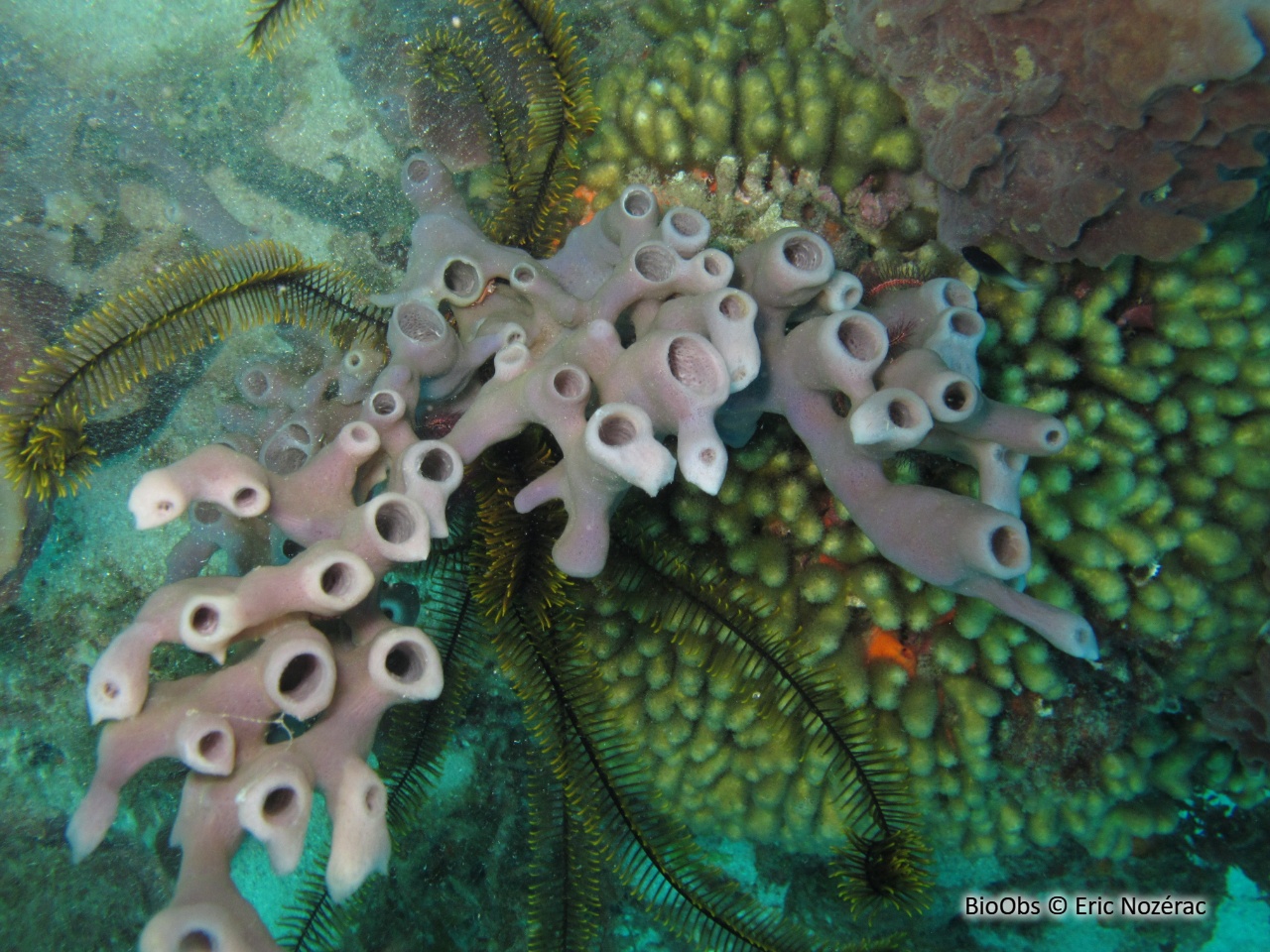 Eponge-pieuvre mauve rose - Callyspongia (Callyspongia) fallax - Eric Nozérac - BioObs