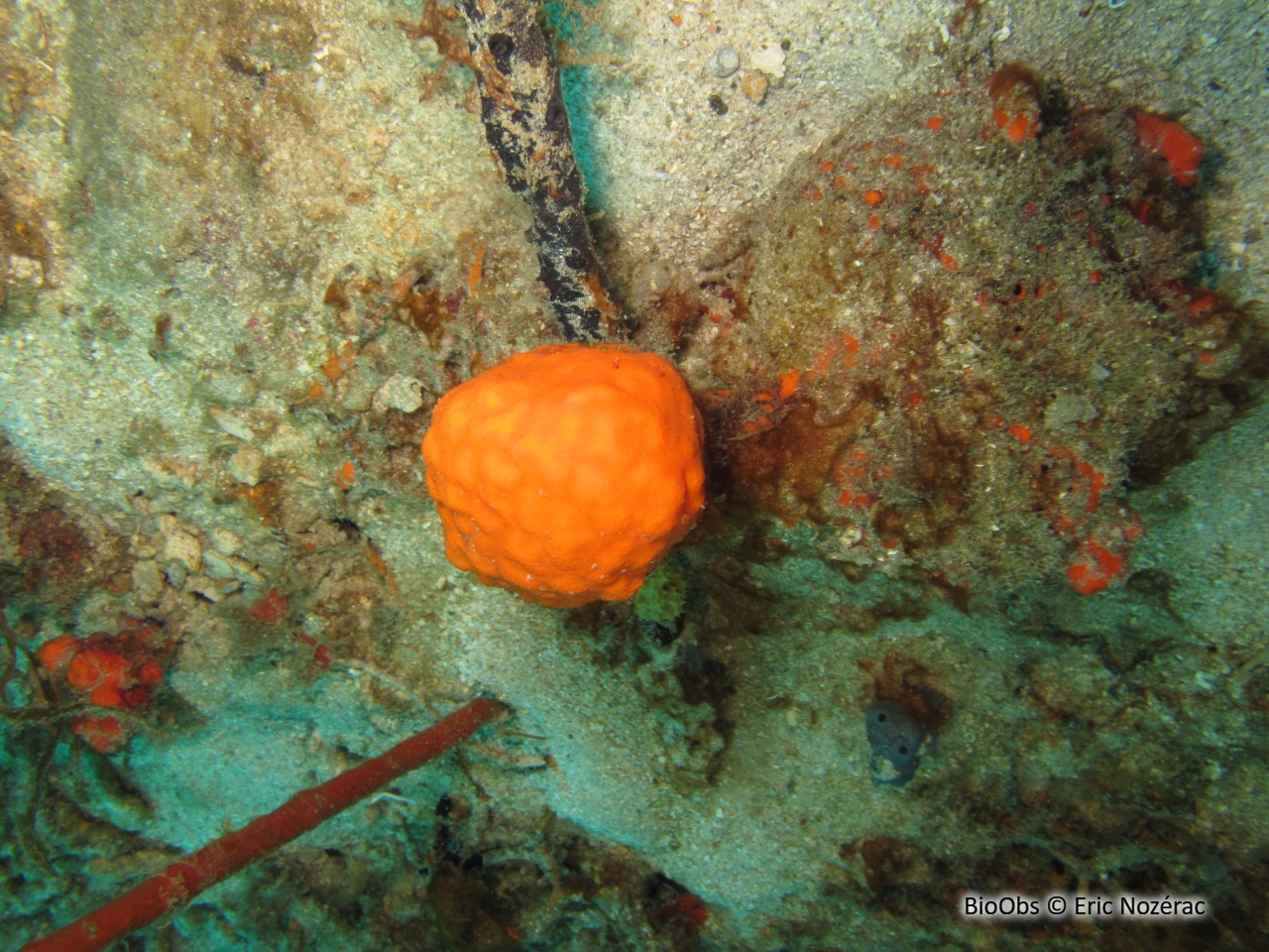 Eponge boule orange - Cinachyrella kuekenthali - Eric Nozérac - BioObs