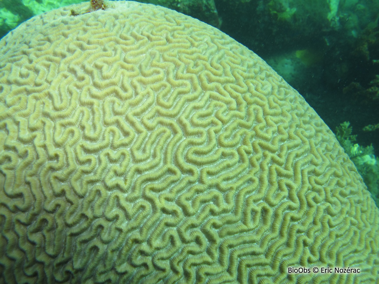 Corail-cerveau symétrique - Pseudodiploria strigosa - Eric Nozérac - BioObs