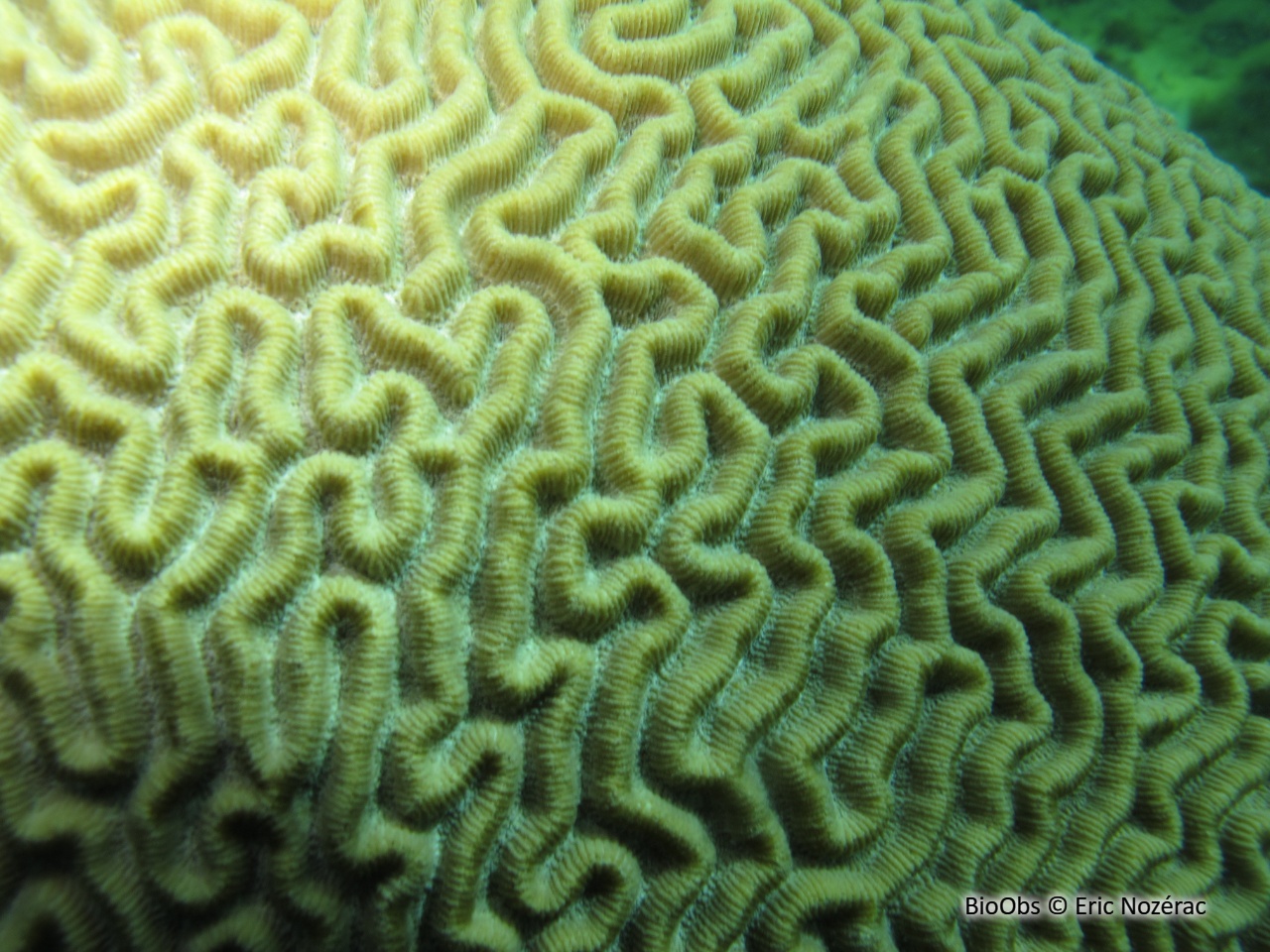 Corail-cerveau symétrique - Pseudodiploria strigosa - Eric Nozérac - BioObs