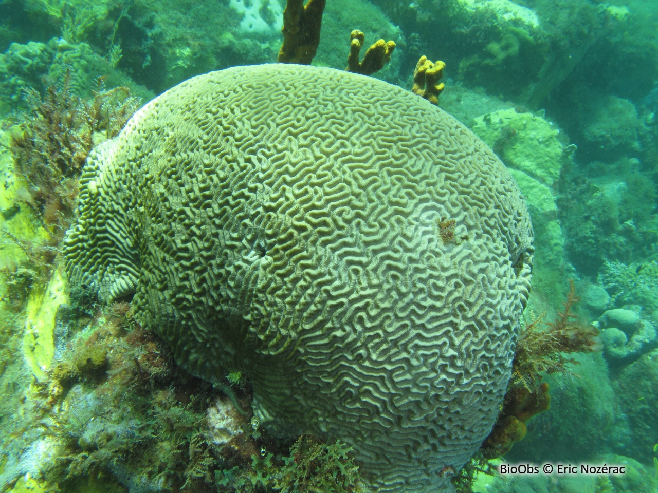 Corail-cerveau symétrique - Pseudodiploria strigosa - Eric Nozérac - BioObs