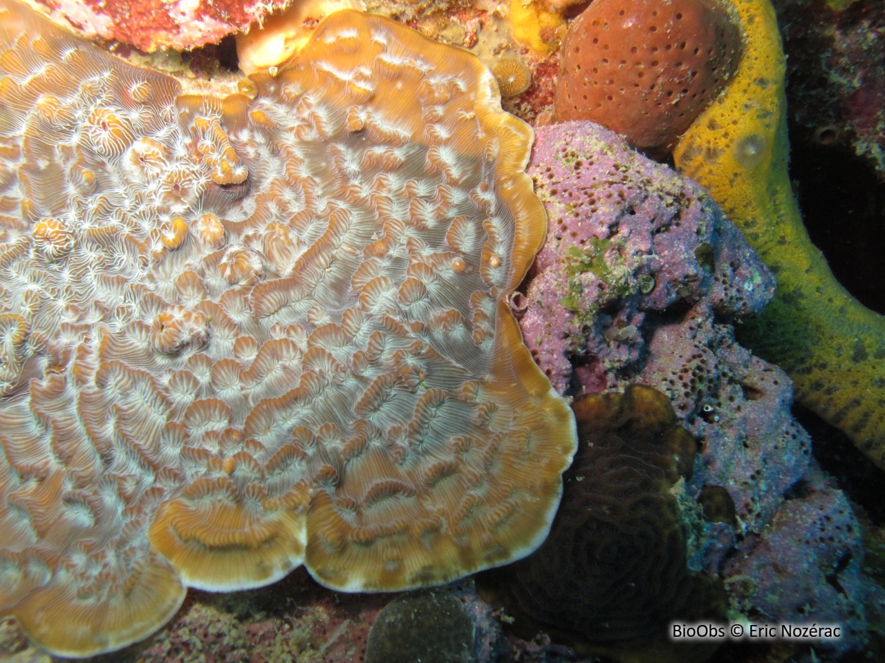 Corail-laitue rayon de soleil - Helioseris cucullata - Eric Nozérac - BioObs