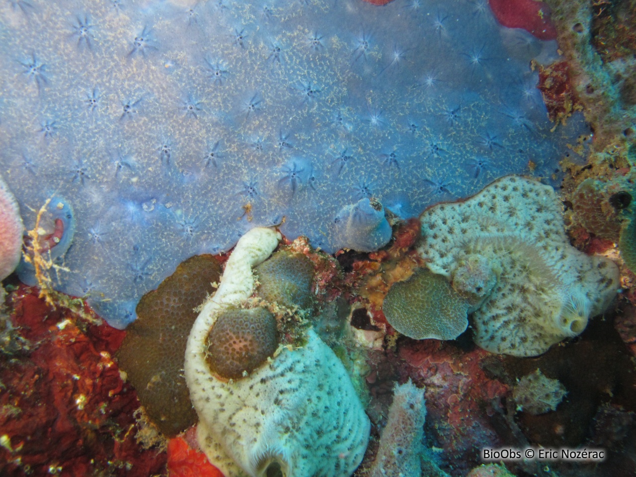 Eponge étoilée bleue - Halisarca caerulea - Eric Nozérac - BioObs