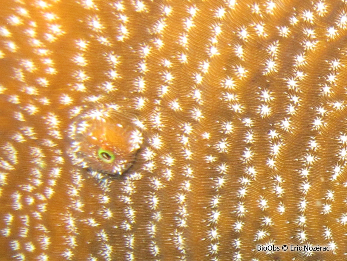 Balane des coraux agaricia - Megatrema madreporarum - Eric Nozérac - BioObs