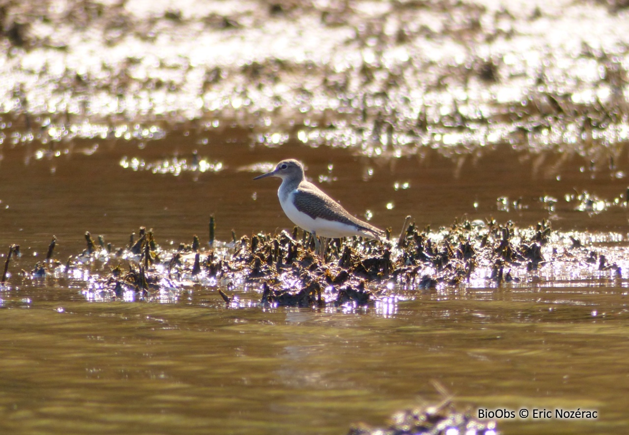 Chevalier guignette - Actitis hypoleucos - Eric Nozérac - BioObs