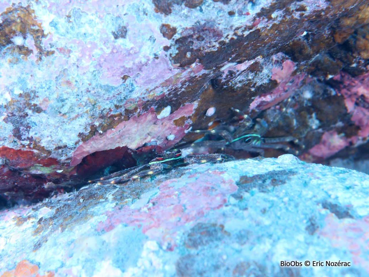 Crabe plat aux yeux rouges - Percnon planissimum - Eric Nozérac - BioObs