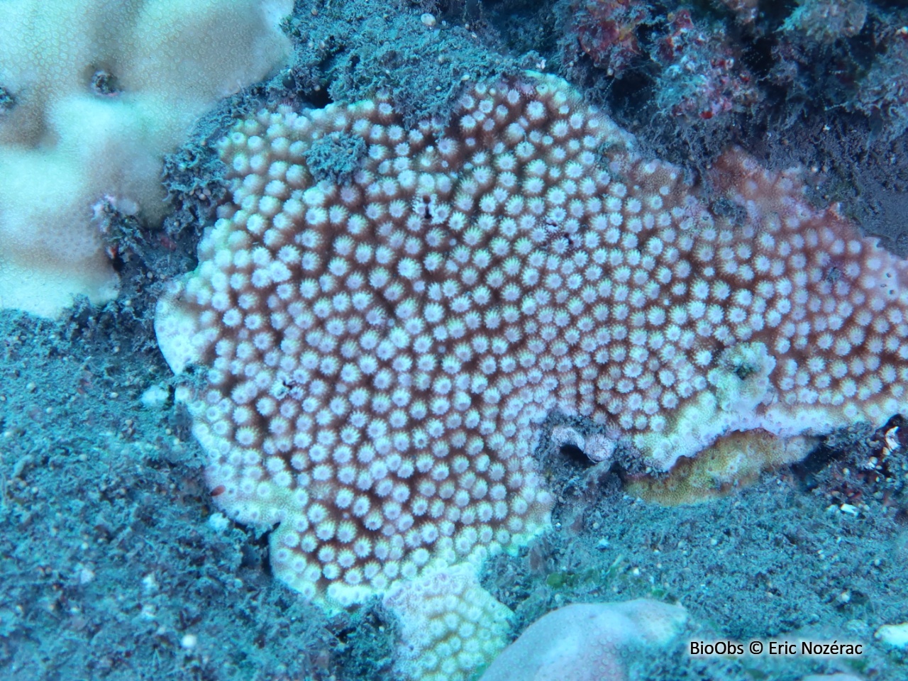 Corail-étoile poreux - Astreopora myriophthalma - Eric Nozérac - BioObs