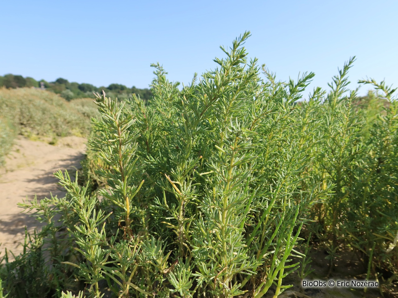 Soude maritime - Suaeda maritima - Eric Nozérac - BioObs