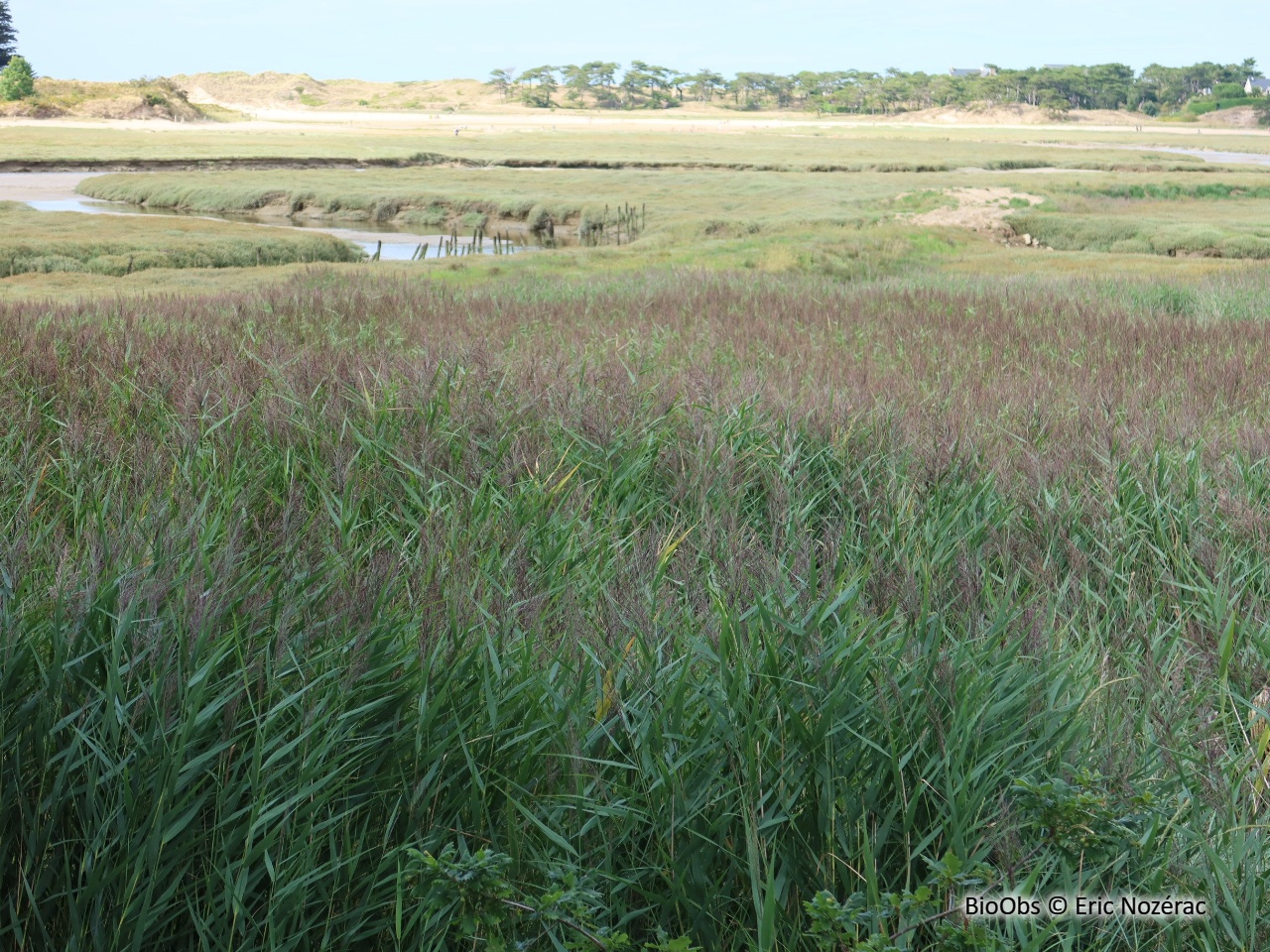 Roseau à balai - Phragmites communis - Eric Nozérac - BioObs
