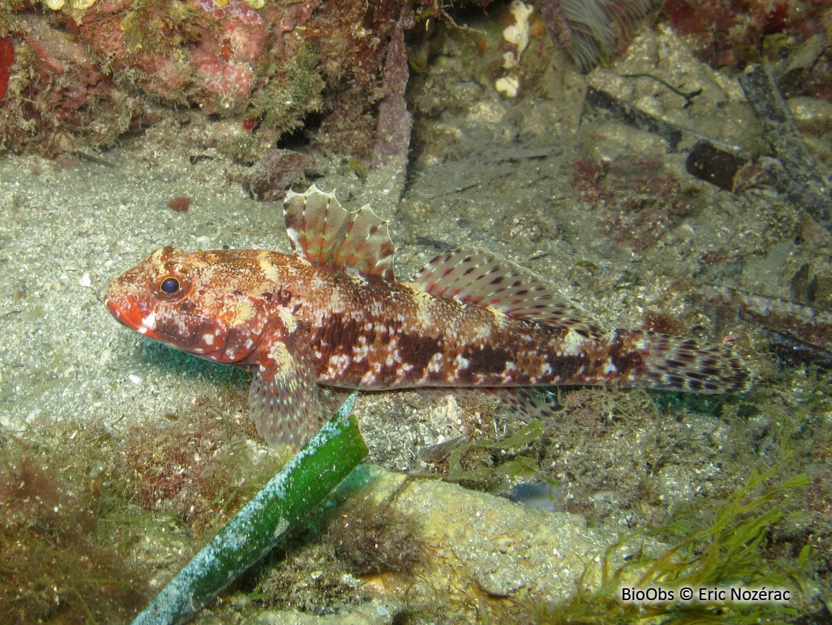 Gobie à bouche rouge - Gobius cruentatus - Eric Nozérac - BioObs