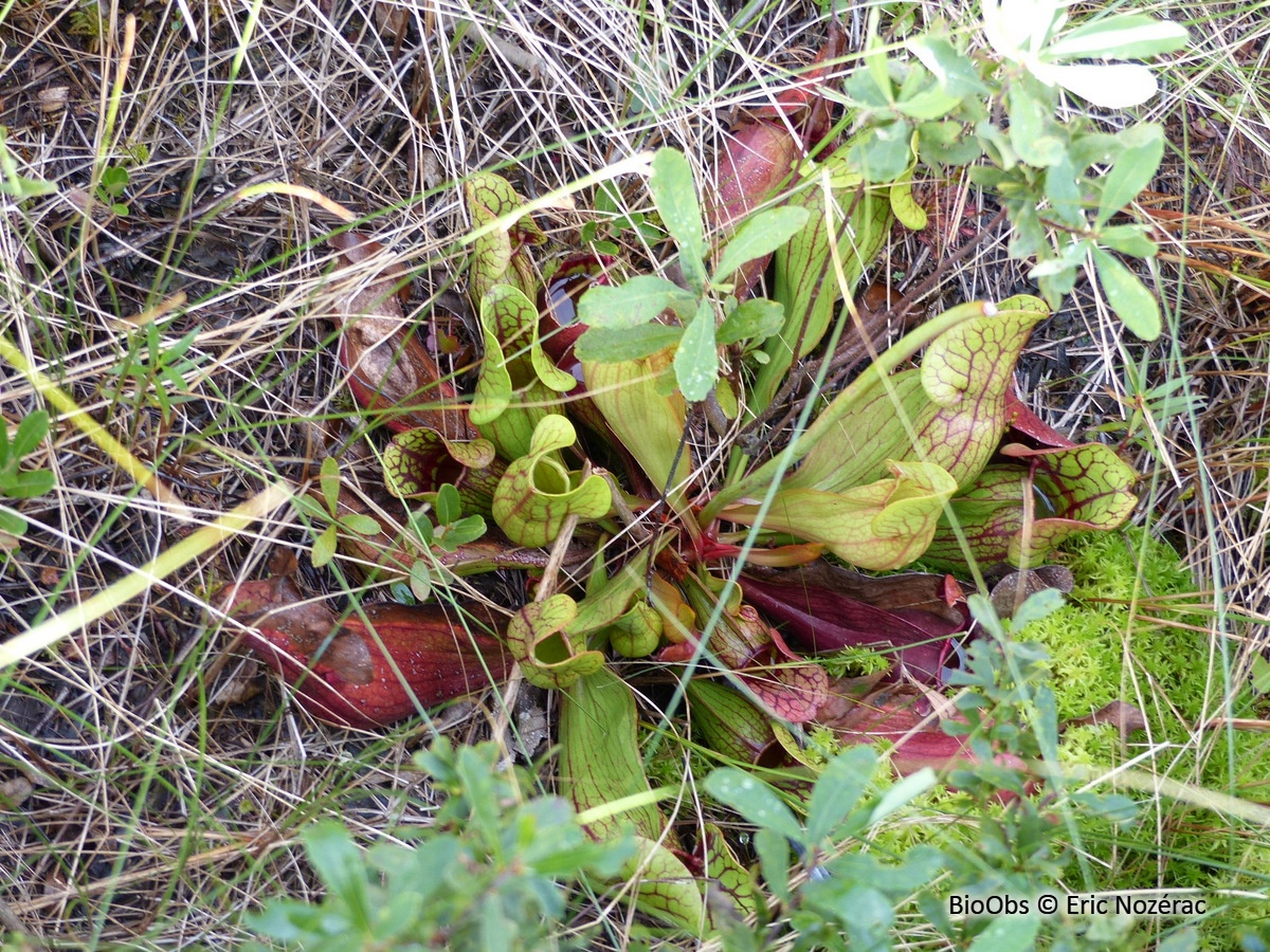 Sarracénie pourpre - Sarracenia purpurea - Eric Nozérac - BioObs