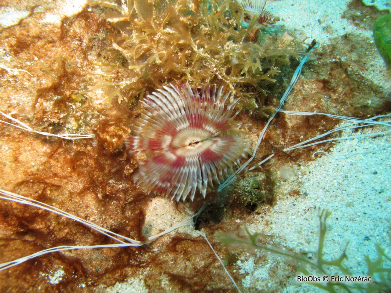 Sabelle fendue - Anamobaea orstedii - Eric Nozérac - BioObs
