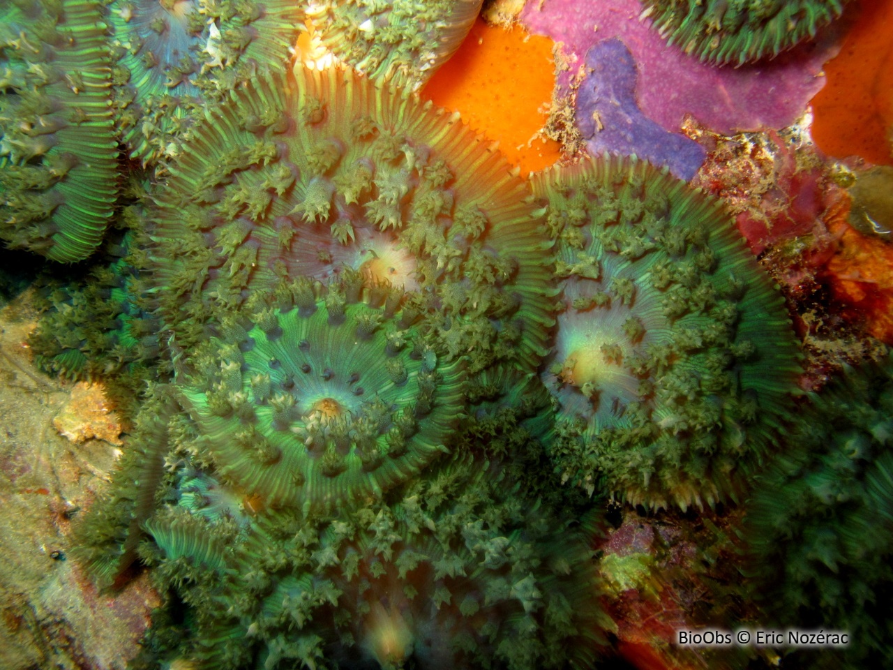 Corallimorphaire verruqueux - Rhodactis osculifera - Eric Nozérac - BioObs