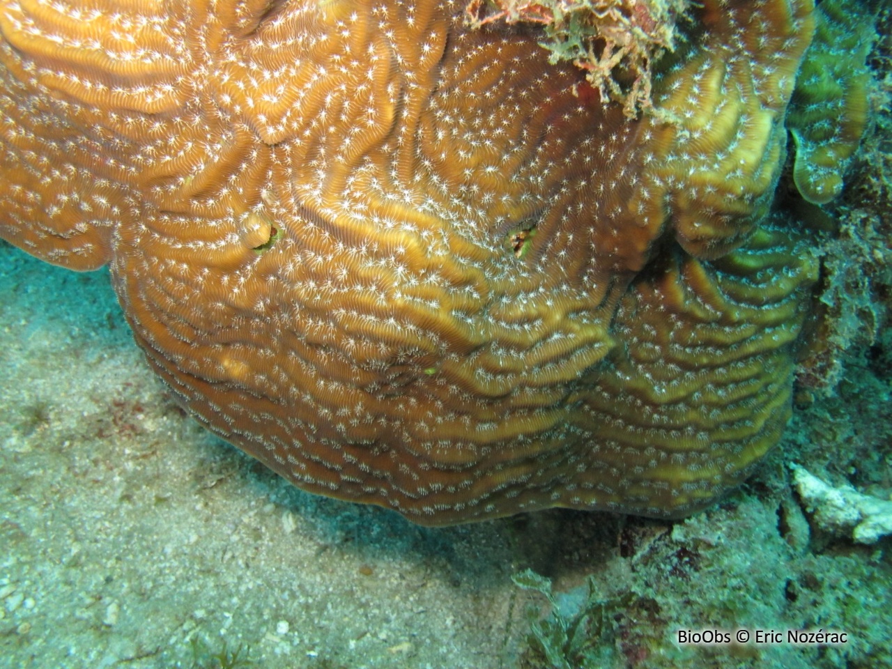 Agarice de Lamarck - Agaricia lamarcki - Eric Nozérac - BioObs