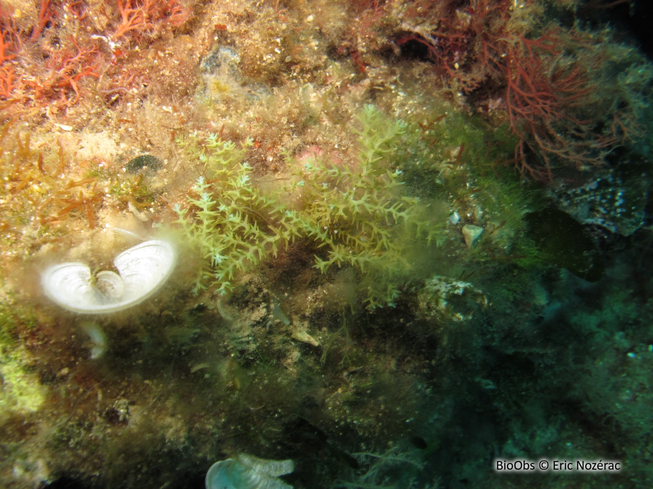 Cystoseire épineuse - Treptacantha abies-marina - Eric Nozérac - BioObs