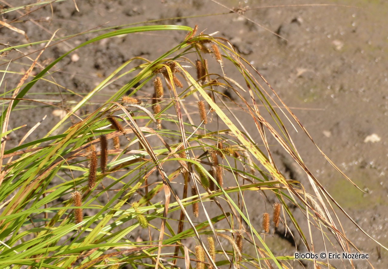 Laîche faux souchet - Carex pseudocyperus - Eric Nozérac - BioObs