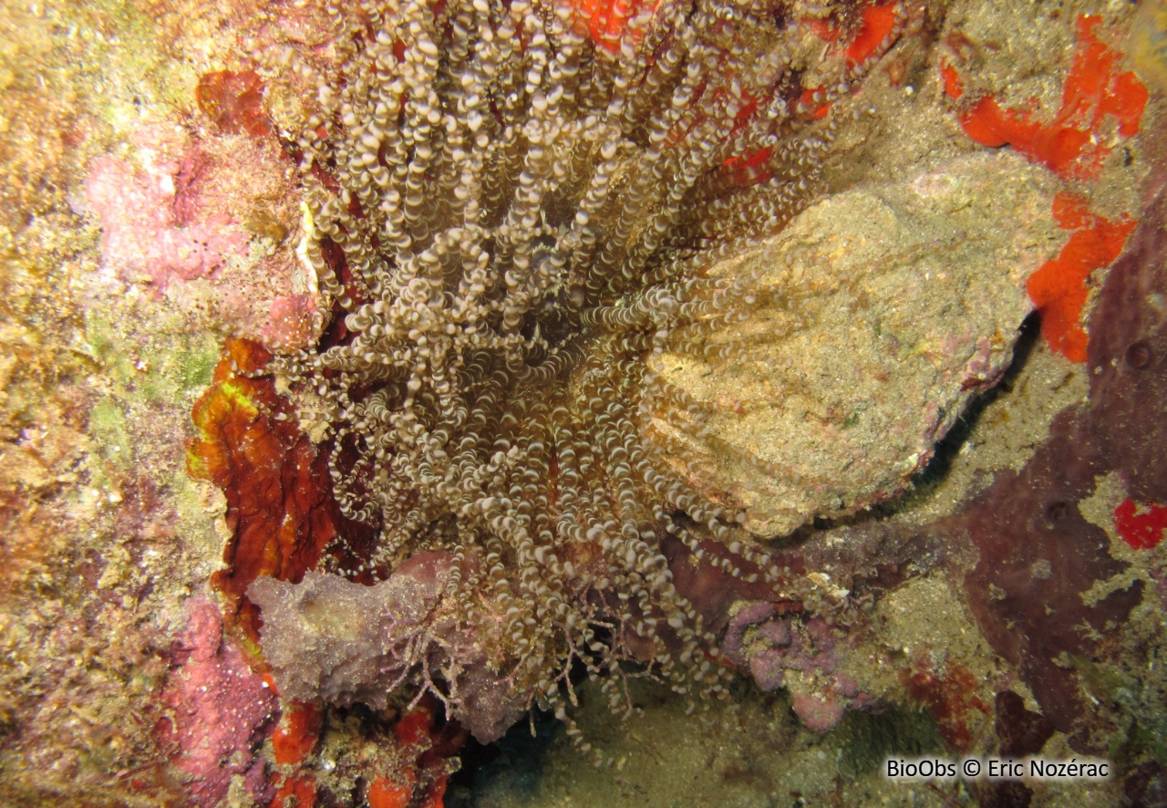 Anémone serpentin - Bartholomea annulata - Eric Nozérac - BioObs