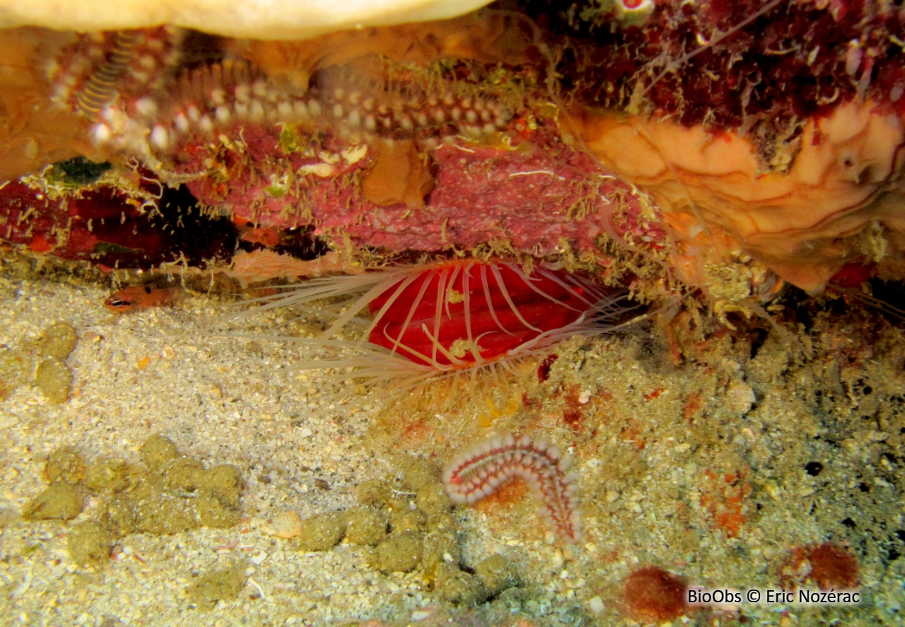 Lime rêche - Ctenoides scaber - Eric Nozérac - BioObs