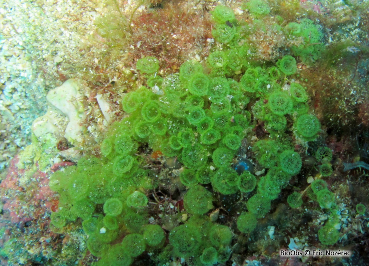 Algue petit pompon - Caulerpa verticillata - Eric Nozérac - BioObs