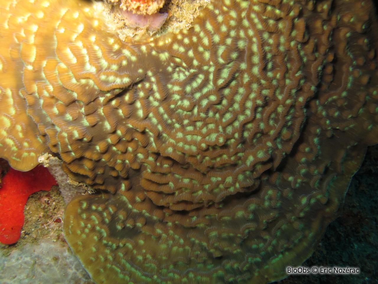 Corail-laitue rayon de soleil - Helioseris cucullata - Eric Nozérac - BioObs