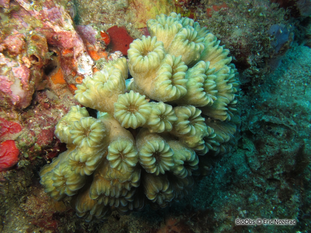 Corail-fleur doux - Eusmilia fastigiata - Eric Nozérac - BioObs